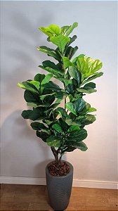 Planta Artificial Árvore Ficus Lyrata 1,70m Kit com Vaso CInza 40cm